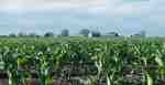 Genetically modified maize crop USA agriculture